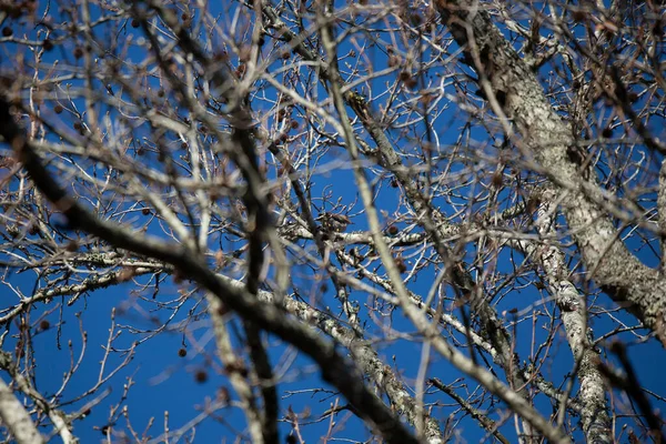 Yellow Shafted Northern Flicker Colaptes Auratus Facing Away Tree Branch — Stockfoto