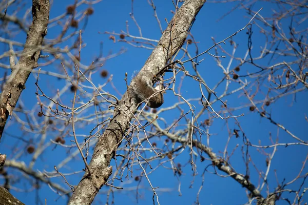 Восточная Серая Белка Sciurus Carolinensis Взбирается Дерево — стоковое фото