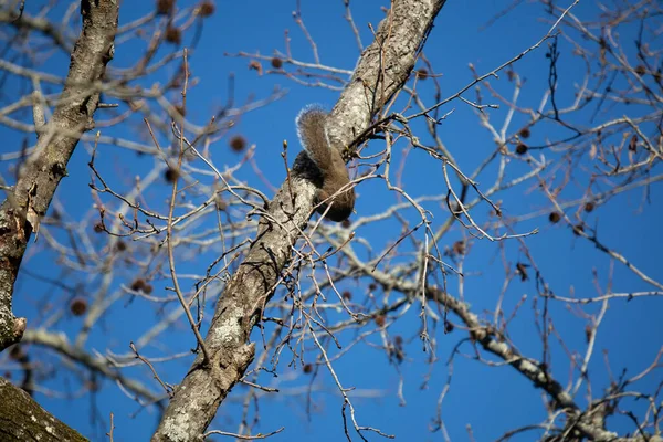 Eastern Gray Squirrel Sciurus Carolinensis Climbing Tree — Foto de Stock