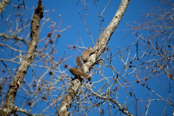 Пара Восточно Серых Белок Sciurus Carolinensis Вместе Взбираются Дерево — стоковое фото