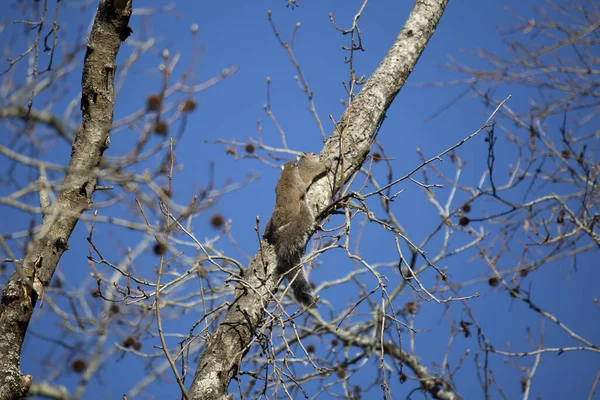 Pair Eastern Gray Squirrels Sciurus Carolinensis Mating Tree — Foto Stock