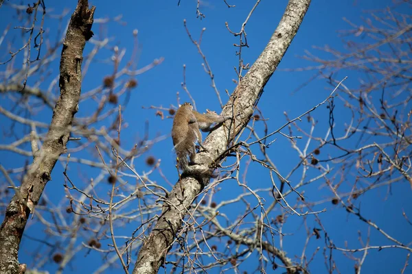 Pair Eastern Gray Squirrels Sciurus Carolinensis Mating Tree —  Fotos de Stock