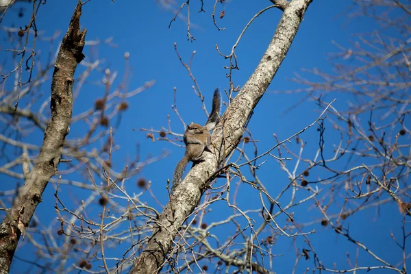 Pair Eastern Gray Squirrels Sciurus Carolinensis Mating Tree — Foto Stock