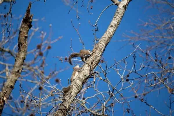 Pair Eastern Gray Squirrels Sciurus Carolinensis Climbing Tree Together — Stok fotoğraf
