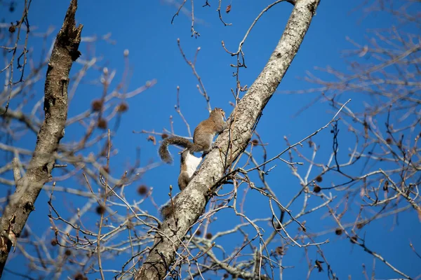 Pair Eastern Gray Squirrels Sciurus Carolinensis Climbing Tree Together — Foto Stock