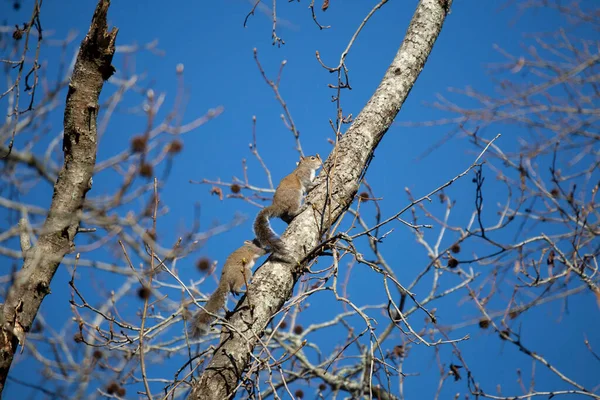 Pair Eastern Gray Squirrels Sciurus Carolinensis Climbing Tree Together — Fotografia de Stock