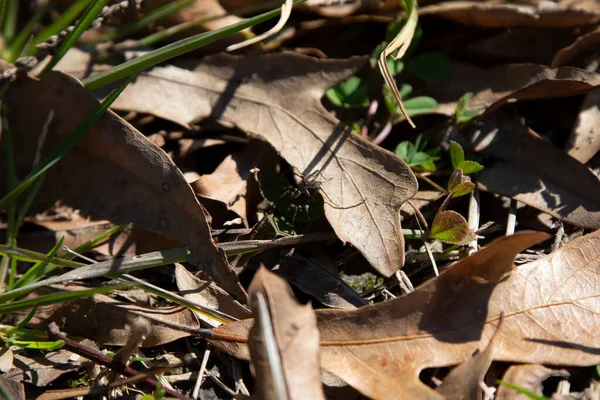 Плямистий Павук Pardosa Amentata Спускається Мертвого Листочка — стокове фото