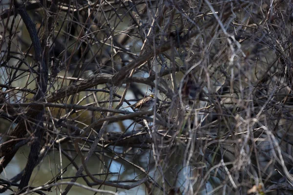 White-throated sparrow (Zonotrichia leucophrys) in bramble above water
