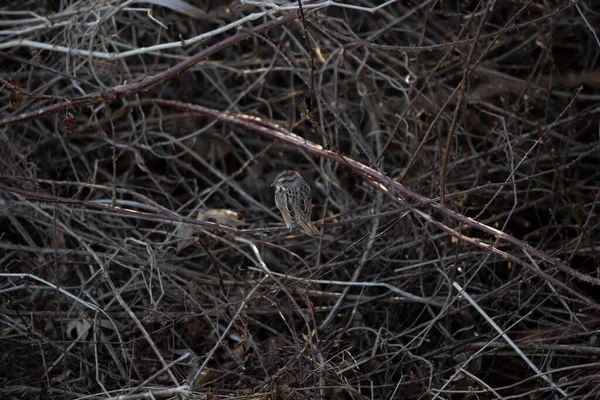 Song Sparrow Melospiza Melodia Looking Its Perch — Photo