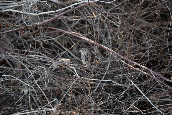 Song Sparrow Melospiza Melodia Facing Away Looking Left Its Shoulder — Stockfoto