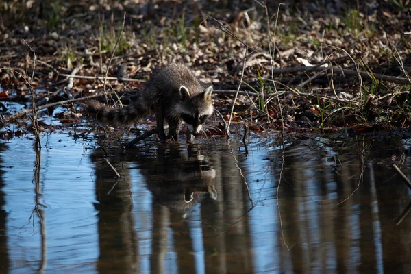 Cautious Common Raccoon Procyon Lotor Washing Bear Looking Watchfully Shallow — Stockfoto