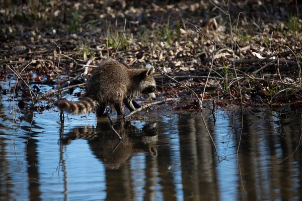 Common Raccoon Procyon Lotor Also Known Washing Bear Washing Its — Zdjęcie stockowe