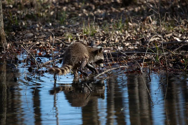 Common Raccoon Procyon Lotor Also Known Washing Bear Washing Its — Zdjęcie stockowe