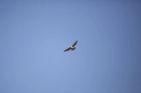 Red Tailed Hawk Buteo Jamaicensis Flight Deep Blue Sky — Stockfoto