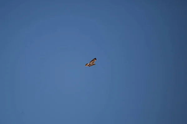 Krider Red Tailed Hawk Buteo Jamaicensis Flying Blue Sky — Fotografia de Stock