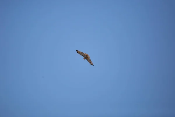 Krider Red Tailed Hawk Buteo Jamaicensis Flying Blue Sky — Stock fotografie