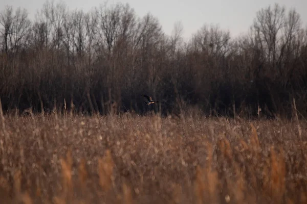 Northern Harrier Circus Hudsonius Flying Low Field — Stockfoto