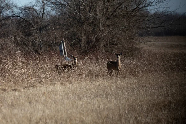 Two Alert White Tailed Doe Deer Odocoileus Virginianus Watching While — 스톡 사진