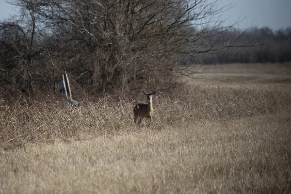 White Tailed Doe Odocoileus Virginianus Deer Alert Staring — Zdjęcie stockowe