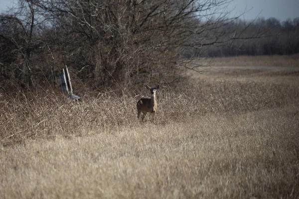 Three Legged White Tailed Doe Odocoileus Virginianus Deer Dried Grass — Zdjęcie stockowe