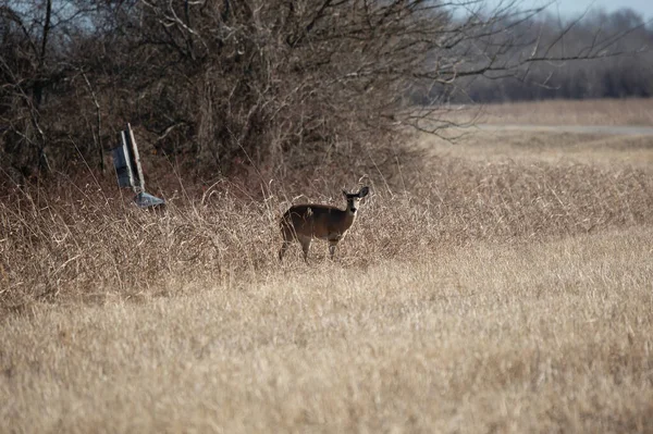 Cautious Three Legged White Tailed Doe Deer Odocoileus Virginianus Watching — Stockfoto