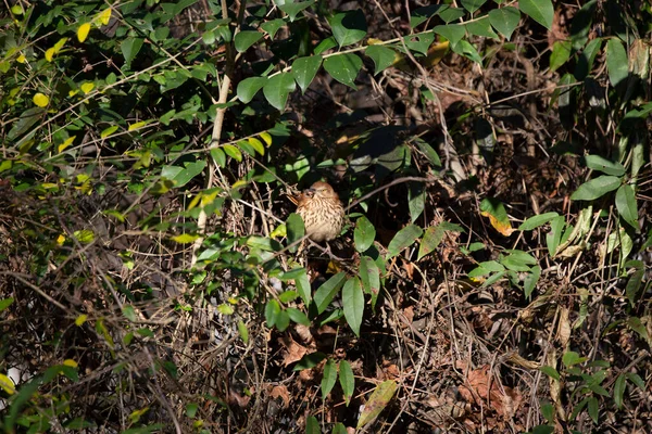 Коричневий Трашер Toxostoma Rufum Пухлиною Обличчі — стокове фото