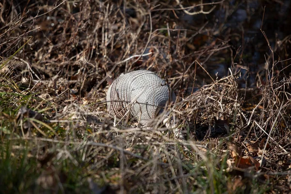 Stock image Nine-banded armadillo (Dasypus novemcinctus) facing away as it forages for bugs