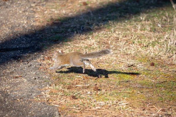 Восточная Серая Белка Sciurus Carolinensis Скачет Сторону Цемента — стоковое фото