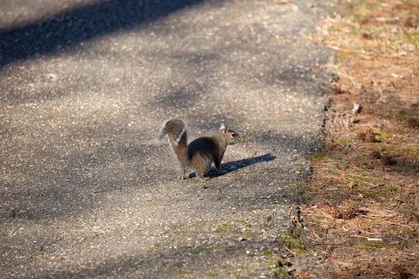 Eastern Gray Squirrel Sciurus Carolinensis Freezing Facing Right Stands Cement — Fotografia de Stock