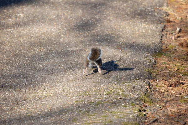 Eastern Gray Squirrel Sciurus Carolinensis Bounding Runs Asphalt Path — Fotografia de Stock