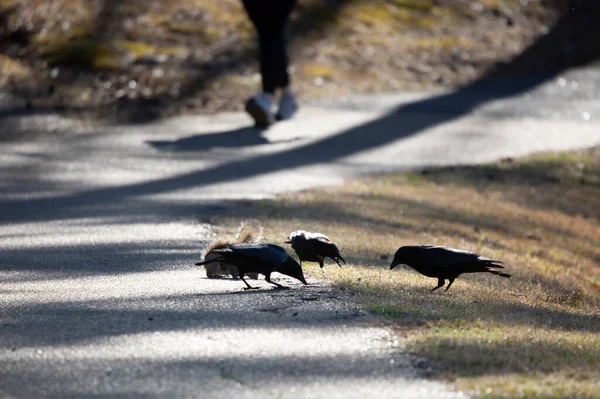 Three American Crows Corvus Brachyrhynchos Snacking Grasses Eastern Gray Squirrel — Photo