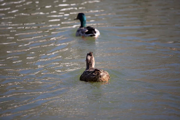 Θηλυκό Rouen Mallard Anas Platyrhynchos Domesticus Ενδιαφέρον Χτένισμα Ακολουθώντας Ένα — Φωτογραφία Αρχείου