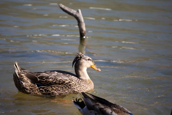 Rouen Hen Anas Platyrhynchos Domesticus Interesting Hairdo Swimming Drake — Stockfoto