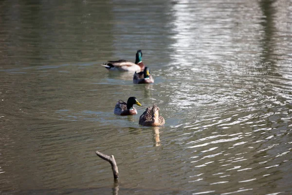 Rouen Hen Anas Platyrhynchos Domesticus Leading Three Out Focus Mallard — Photo