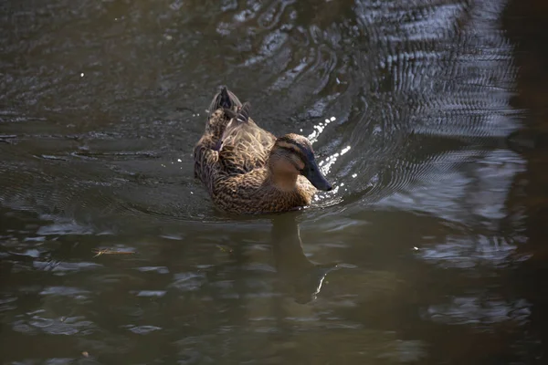 Rouen Duck Hen Известный Бытовая Порода Кряквы Anas Platyrhynchos Domesticus — стоковое фото