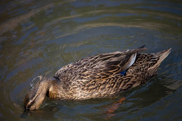 Female Rouen Duck Domestic Breed Mallard Anas Platyrhynchos Domesticus Drinking — Stock Photo, Image