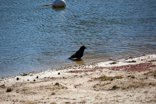 Fish Crow Corvus Ossifragus Shallow Water Edge Beach — ストック写真