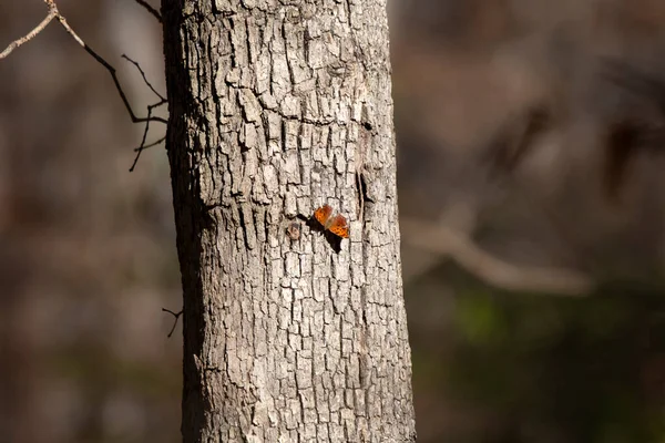 Восточная Запятая Бабочка Polygonia Запятая Стволе Дерева — стоковое фото
