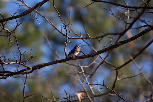 Восточная Синяя Птица Sialia Sialis Ветке Дерева — стоковое фото