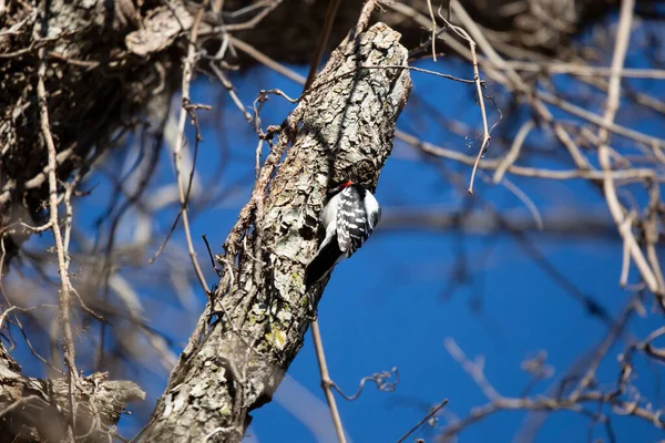 Male Hairy Woodpecker Leuconotopicus Villosus Its Head Hole —  Fotos de Stock