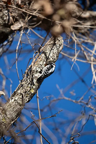 Male Hairy Woodpecker Leuconotopicus Villosus Its Eyes Closed Snacking Bugs — Photo