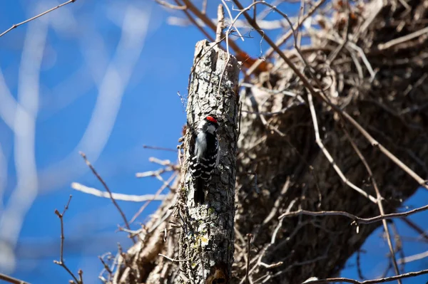 Male Hairy Woodpecker Leuconotopicus Villosus Excavating Tree — ストック写真