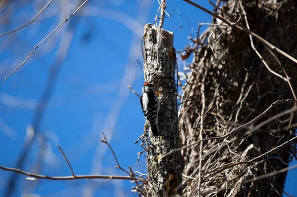Male Hairy Woodpecker Leuconotopicus Villosus Foraging Tree Trunk — ストック写真
