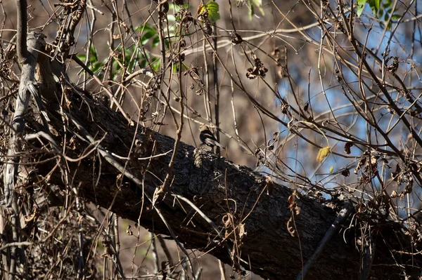 Female Red Winged Blackbird Agelaius Phoeniceus Hopping Tree Branch — Foto de Stock