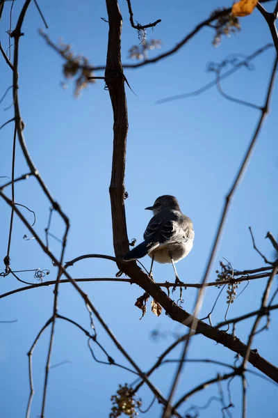 Northern Mockingbird Mimus Poslyglotto Looking Left Its Perch — Stock Fotó