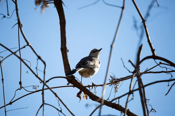 Northern Mockingbird Mimus Poslyglotto Looking Its Shoulder Tuft Feather Its — Zdjęcie stockowe
