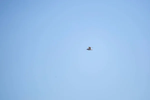 Ring Billed Gull Larus Delawarensis Soaring Air — Stock Fotó