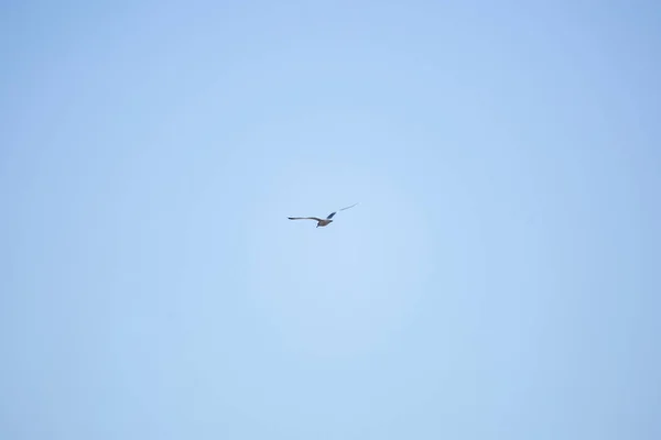 Gaivota Bico Anelado Larus Delawarensis Voando Através Céu Azul — Fotografia de Stock