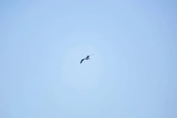 Back Ring Billed Gull Larus Delawarensis Turns Air — Fotografia de Stock