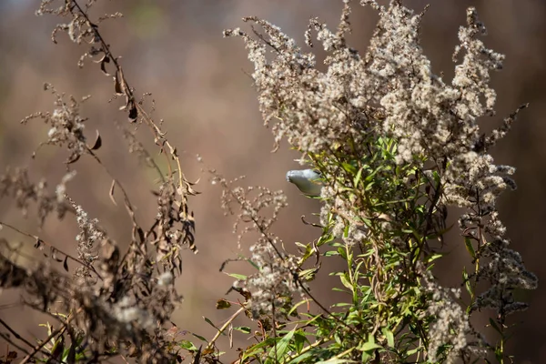 Curious Blue Blue Gnatcatcher Polioptila Caerulea Выглядывающий Своего Окуня Высохшее — стоковое фото